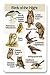 Identiflyer Additional Songcard-birds Of The Night