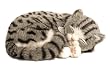 Perfect Pertzzz Gray and white Tabby