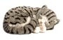 Perfect Pertzzz Gray and white Tabby