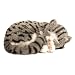 Perfect Pertzzz Gray and white Tabby