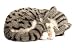 Perfect Pertzzz Gray and white Tabby