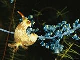 A Nudibranch, or Sea Slug, Feeds on a Colonial Tunicate, Nembrotha Lineolata Collections Photographic Poster Print, 18x24