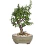 Live 6" Oriental Jade Bonsai Tree