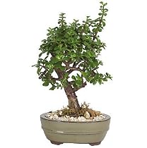 Live 6" Oriental Jade Bonsai Tree