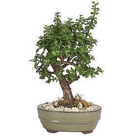 Live 6" Oriental Jade Bonsai Tree