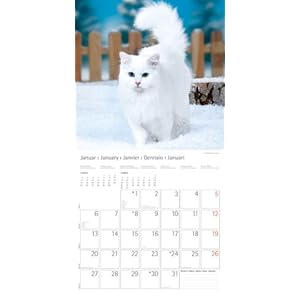 Katzen - Cats 2014. Trends & Classics Kalender