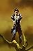 Search : Stephen King Dark Tower Battle of Jericho Hill #1