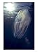 Salp, Poor Knights Marine Reserve, New Zealand Photographic Poster Print by Tobias Bernhard, 12x16