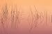 Hardsten Bulrush (scirpus Acutus) Manitoulin Island, Lake Mindemoya, Ontario, Canada - 24"W x 16"H - Peel and Stick Wall Decal by Wallmonkeys