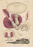 MUSHROOM Illustration by John Miller Botanical Studies from 1779. Poster print.
