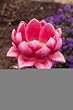 Water Lily Bird Stake Feeder