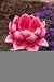 Water Lily Bird Stake Feeder