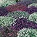 Lobelia String of Pearls by Mr Fothergills