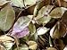 Herbs ~ 1/2 oz Wintergreen ~ Mostly whole leaves ~ Ravenz Roost herbs with special info on lablel