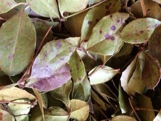 Herbs: Wintergreen ~ Dried Leaf ~ Mostly Whole ~ 1 Ounce Ravenz Roost Herbs with Special Info on Label