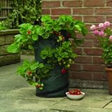 Pop up strawberry planter grow your own!