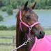 Katie Price Equestrian Headcollar and Leadrope Set, Pink, Pony