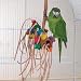 Pet Supplies : BONKERS - Brainy Bird Wild Series Toys