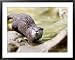 Asian Short Clawed Otter, Running Across Rocks in a Creek, Earsham, UK Framed Art Poster Print by Elliott Neep, 39x31