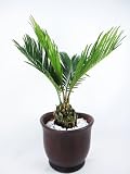 SAGO PALM