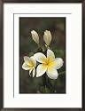 Close View of Frangipani Flowers Framed Photographic Poster Print by Ira Block, 21x29