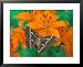 Orange Asiatic Lily and Silk Moth Samia Cynthia, Sammamish, Washington, USA Places Fr...