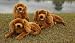 Cocker Spaniel (lying) 16in Animal Puppet (P84044)