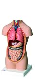 3B Scientific B20 9 Part Mini-Torso without Head Model, 16.5 x 9.4 x 7.1