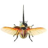 Hercules Beetle 3-D Anatomic Model Puzzle