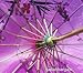 Asian Parasol Chinese Japanese Nylon Umbrella Parasol for Photography Cosplay Costumes Wedding Party Home Decoration Adult Size, 32 inch, Purple