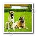 Dogs Mastiff - Mastiff - Iron on Heat Transfers