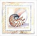 Bordered Shell-Nautilus - Artist: Paul Brent - Image Size: 10.78 by 10.01 inches - stretched USA orders only
