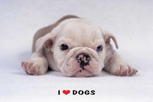 Empire 264152 Hunde - I Love Dogs - Poster - Foto - Hunde - Gr&ouml;sse Maxi-Poster Preisvergleich