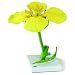 3B Scientific T21020 Canola (Brassica Napus SSP. Oleifera), 7.1" x 7.1" x 14.2"