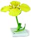 3B Scientific T21020 Canola (Brassica Napus SSP. Oleifera), 7.1" x 7.1" x 14.2"
