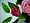 Artificial Silk Flower Rose w/ Buds Freesia Diamante Posy/Bouquet from GT Decorations