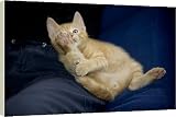 Box Canvas Print of Cat - ginger kitten grooming from Ardea