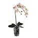Phalaenopsis w/Vase Silk Orchid Arrangement