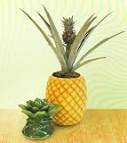 cover of Todd Oldham Tart & Tangy Pineapple Plant