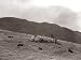 A Shepherd with His Border Collie Sheep Dogs Checks His Flock Somewhere on the Cumbrian Hills, 1935 Photographic Poster Print by Mirrorpix, 16x12