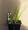 Pink Pampas Grass 8 Plants - Cortaderia - SALE*