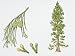 Giant Sequoia (Sequoiadendron Giganteum) Plant with Flower, Leaf and Seed, Illustration Photographic Poster Print, 30x40