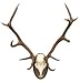 Antlers of a Huge Stag, Mounted on a Wooden Plate - 24