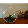 BUY : Air Plant Glass Terrarium- Tillandsia with River Stones KIT