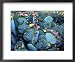 Beavertail Cactus, Desert Botanical Gardens, Phoenix, Arizona, USA Collections Framed Art Poster Print by Howie Garber, 22x18