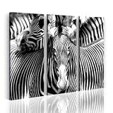 Nick Laws ZEBRA Bild Kunstdruck Zoo Tiere NEU