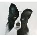 Border Collie #2 Note Cards - 25 Pack