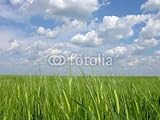 Wallmonkeys Peel and Stick Wall Decals - Green Wheat Field - 48