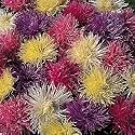Aster Spider Chrysanthemum Mxd