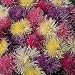 Aster Spider Chrysan